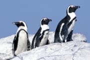 Brillenpinguin/Jackass penguin (00003436)