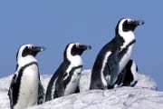 Brillenpinguin/Jackass penguin (00003440)
