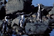 Brillenpinguin/Jackass penguin (00003454)