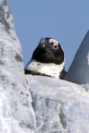 Brillenpinguin/Jackass penguin (00003482)