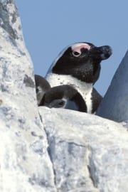 Brillenpinguin/Jackass penguin (00003483)