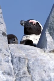 Brillenpinguin/Jackass penguin (00003484)