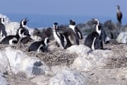 Pinguinkolonie (00003492)