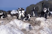 Pinguinkolonie (00003495)