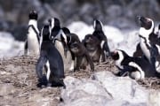 Pinguinkolonie (00003497)