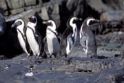 Pinguinkolonie (00003506)