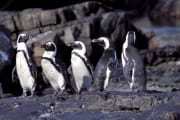 Pinguinkolonie (00003509)