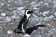 African penguin (00003510)