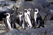 Pinguinkolonie (00003514)