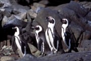 Pinguinkolonie (00003515)