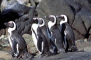 Pinguinkolonie (00003521)