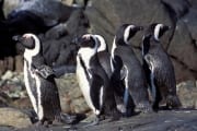 Pinguinkolonie (00003524)