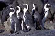 Pinguinkolonie (00003526)