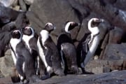 Pinguinkolonie (00003528)