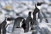 Pinguinkolonie (00003549)