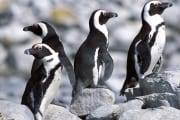 African penguins (00003553)