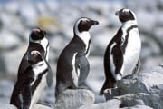 Pinguinkolonie (00003556)