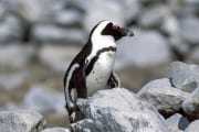Brillenpinguin/Jackass penguin (00003559)