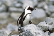 African penguin (00003560)
