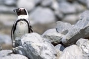 Brillenpinguin/Jackass penguin (00003561)
