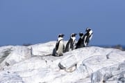 Pinguinkolonie (00003564)
