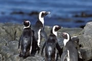 Pinguinkolonie (00003573)