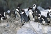 Pinguinkolonie (00003597)