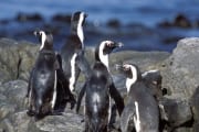 Pinguinkolonie (00003600)