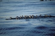 African Penguins return from the Sea (00003607)