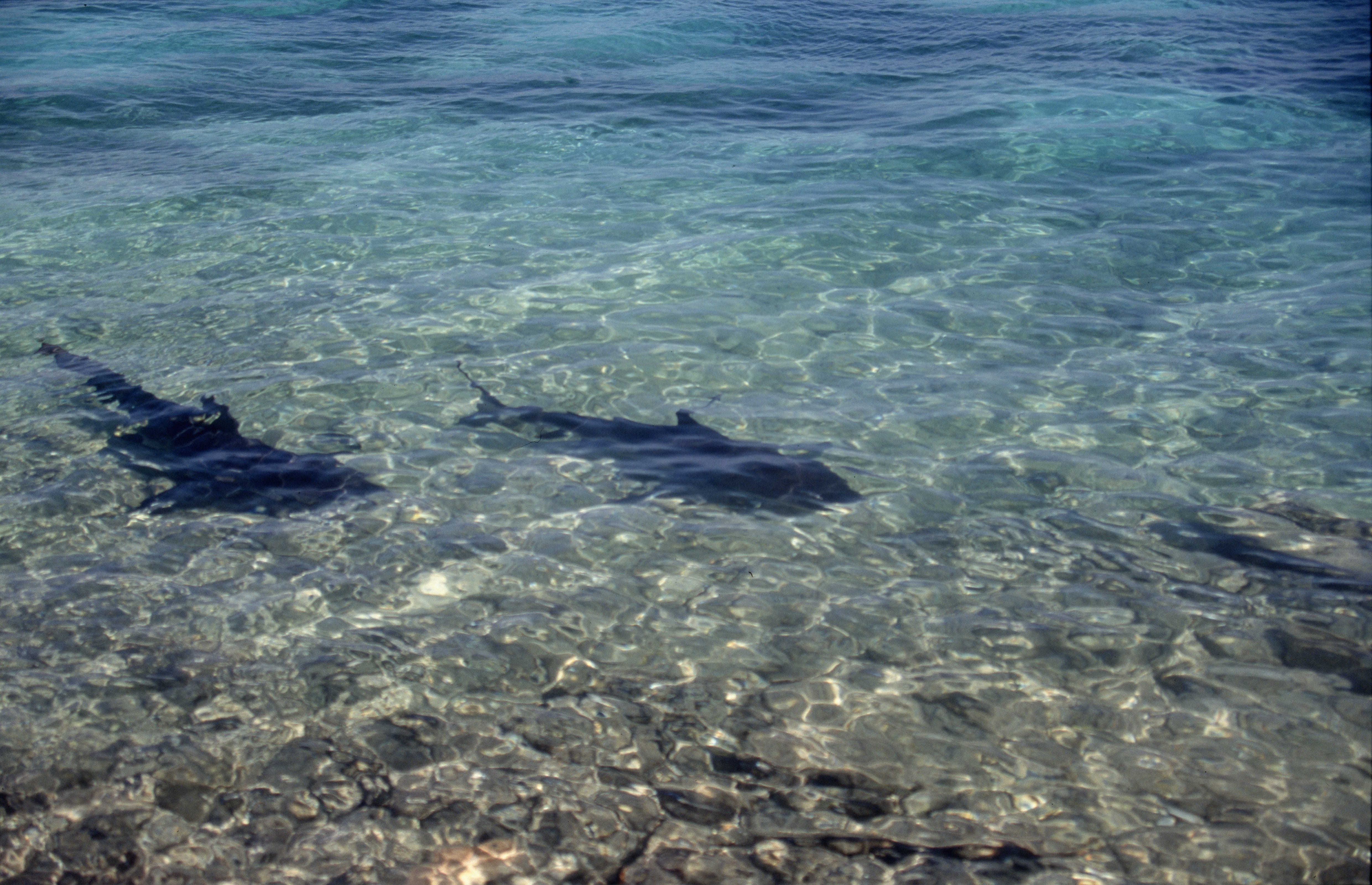 Bullenhaie vom Strand aus beobachtet (00007349)