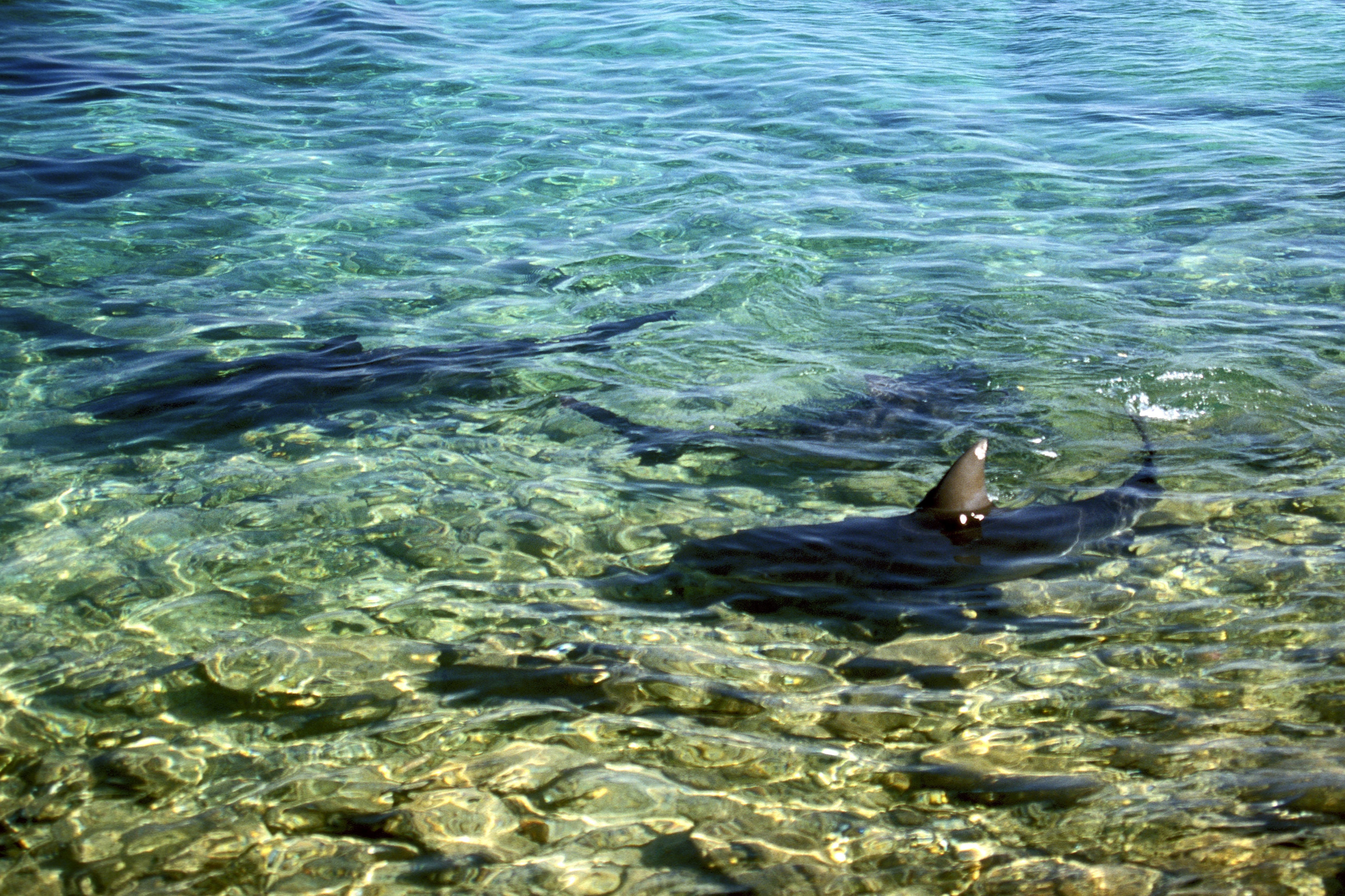 Bullenhai im Flachwasser (00007351)