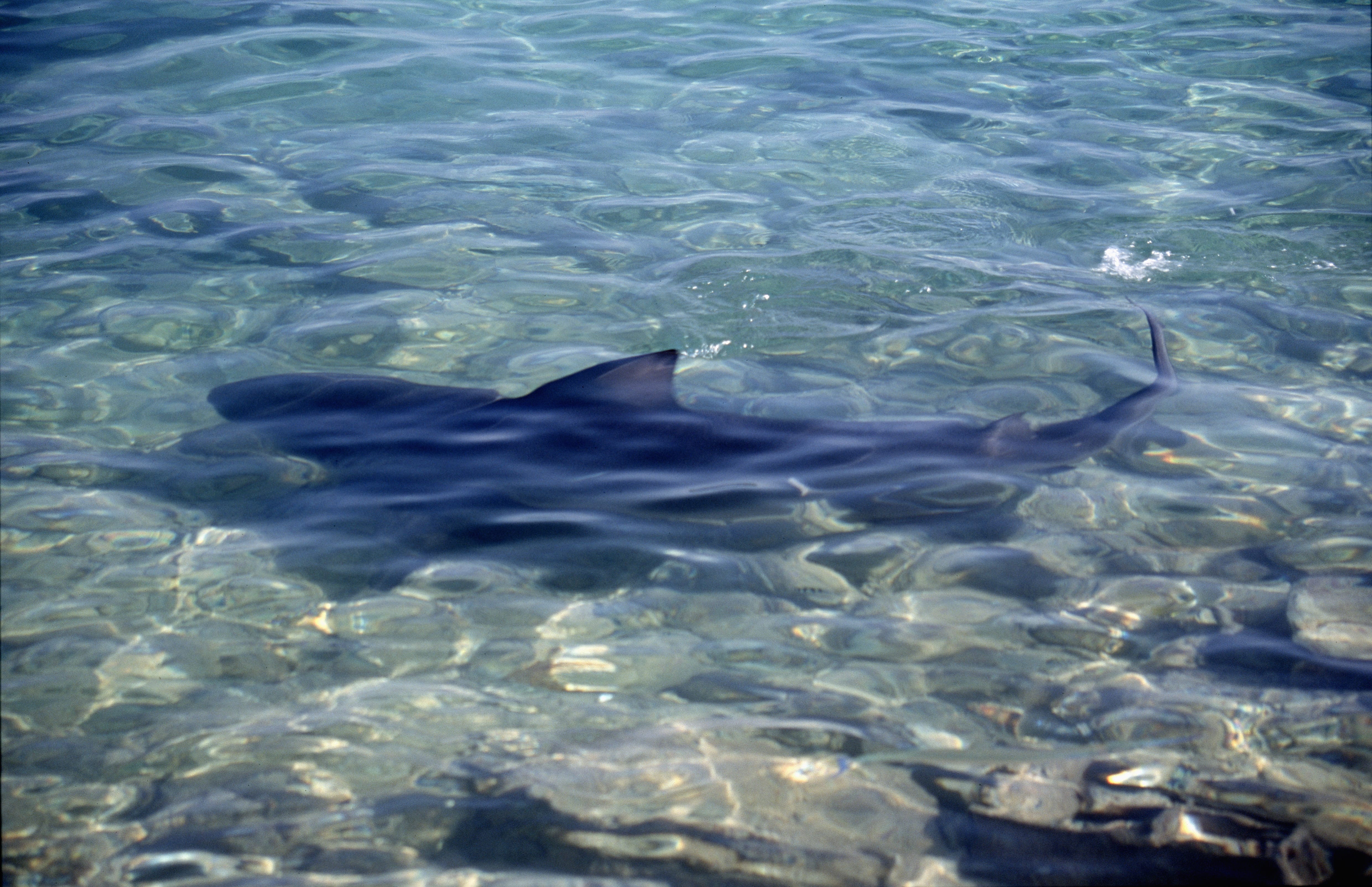 Ruhig schwimmt ein Bullenhai entlang des Strandes (00007362)