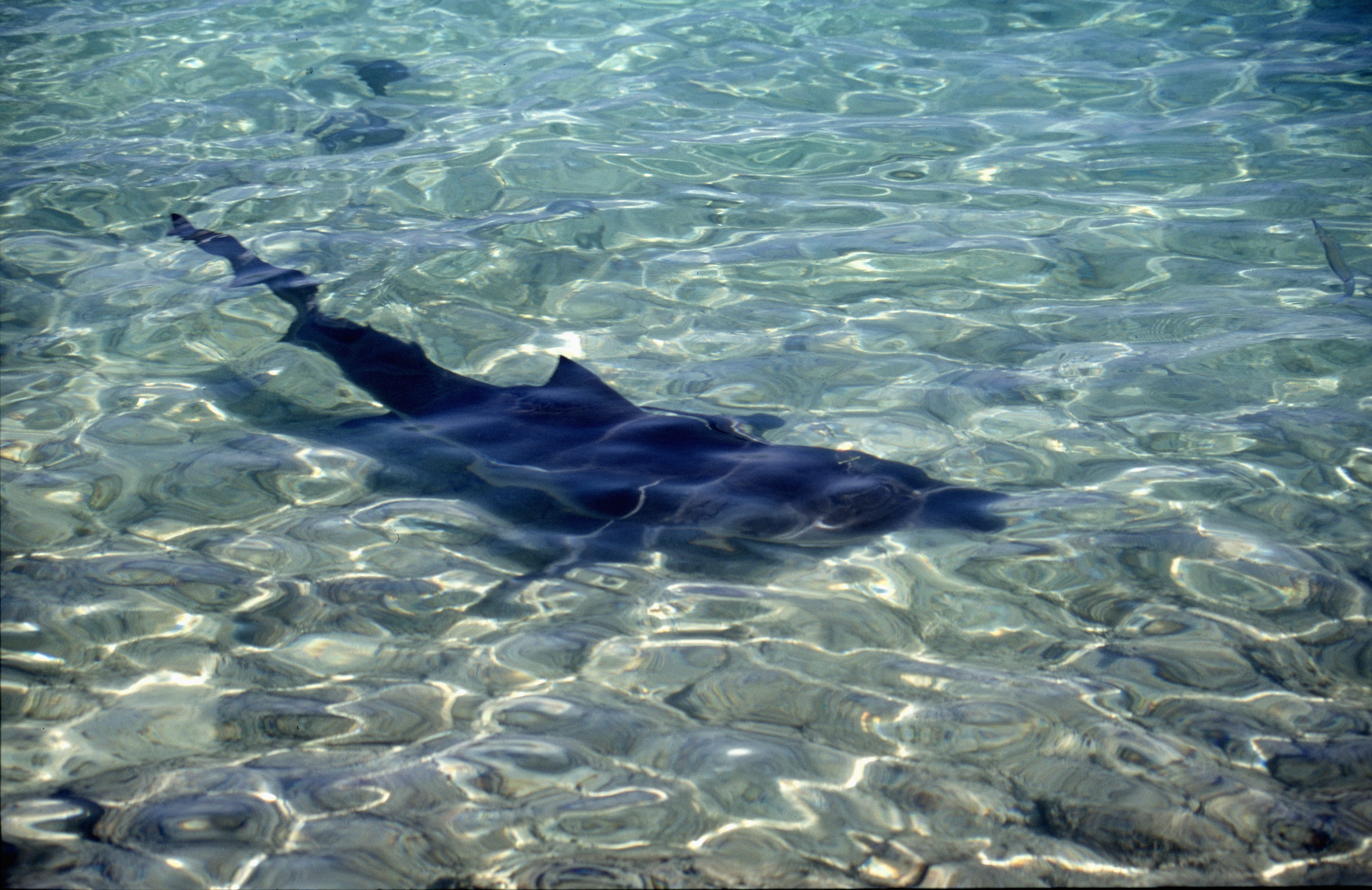 Die dunkle Silhouette des Bullenhais naehert sich dem (00007365)