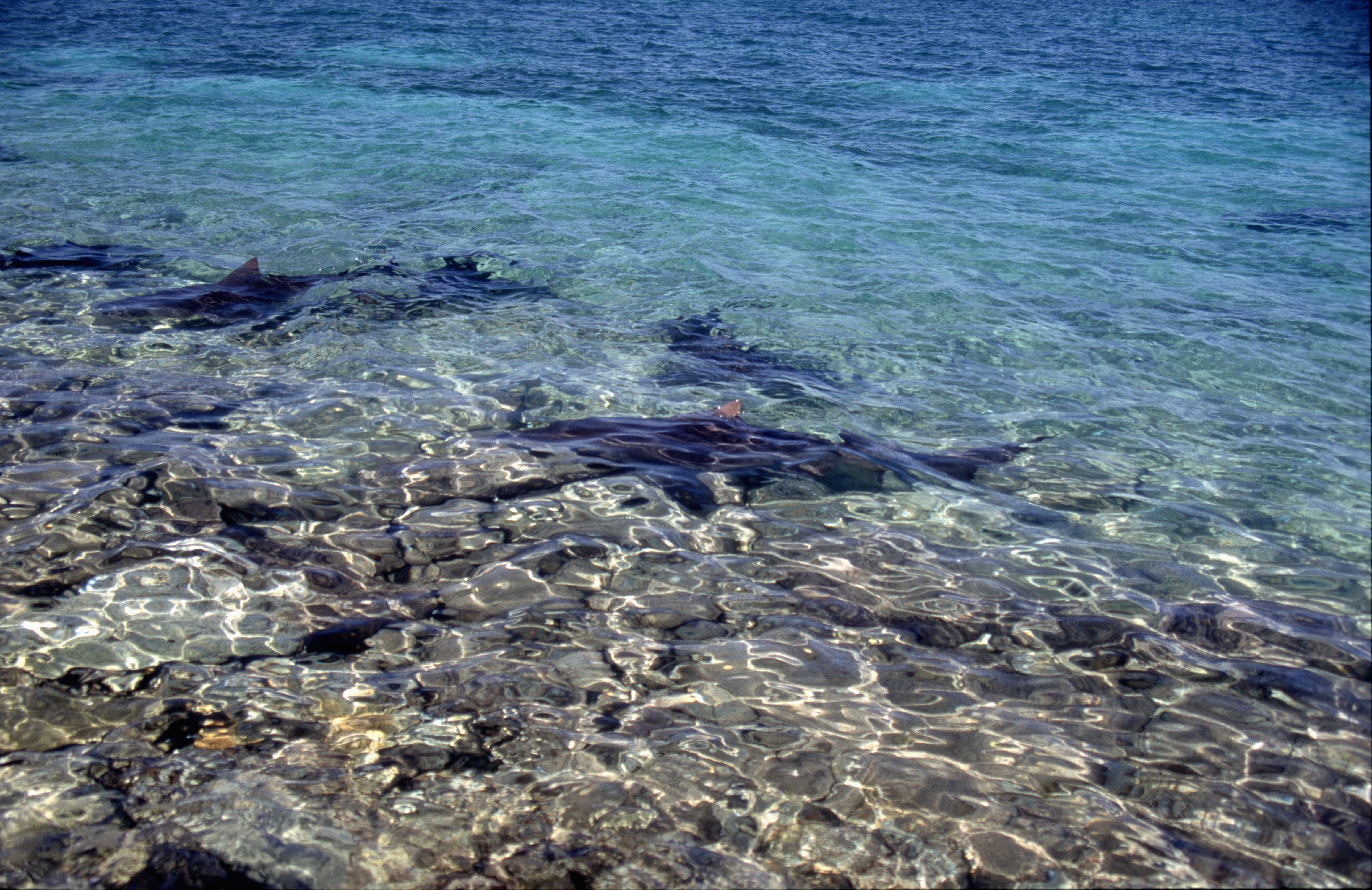 Bullenhaie naehern sich dem flachen Strandbereich (00007400)