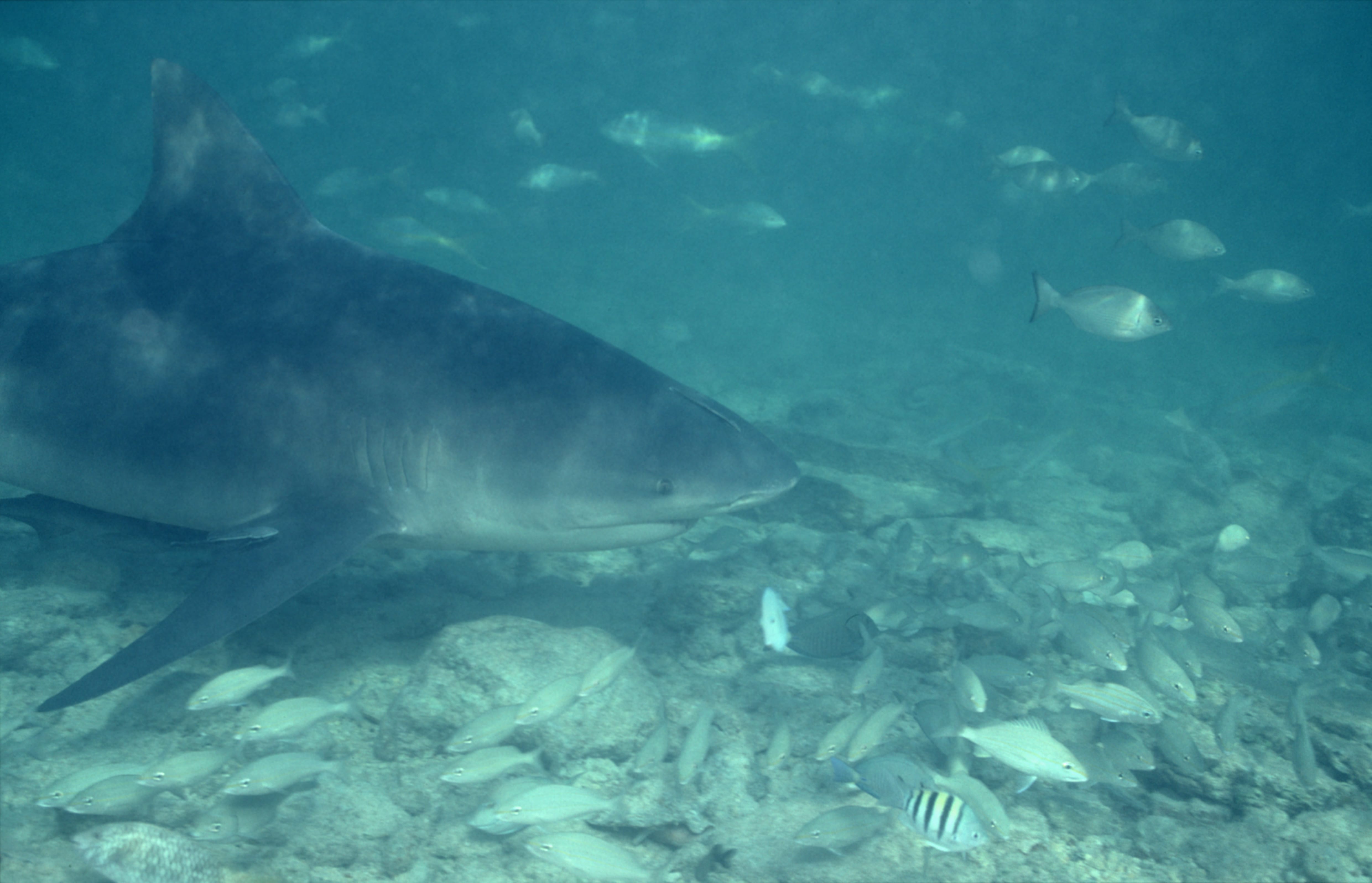 Bullenhai schwimmt inmitten eines Fischschwarms (00007418)