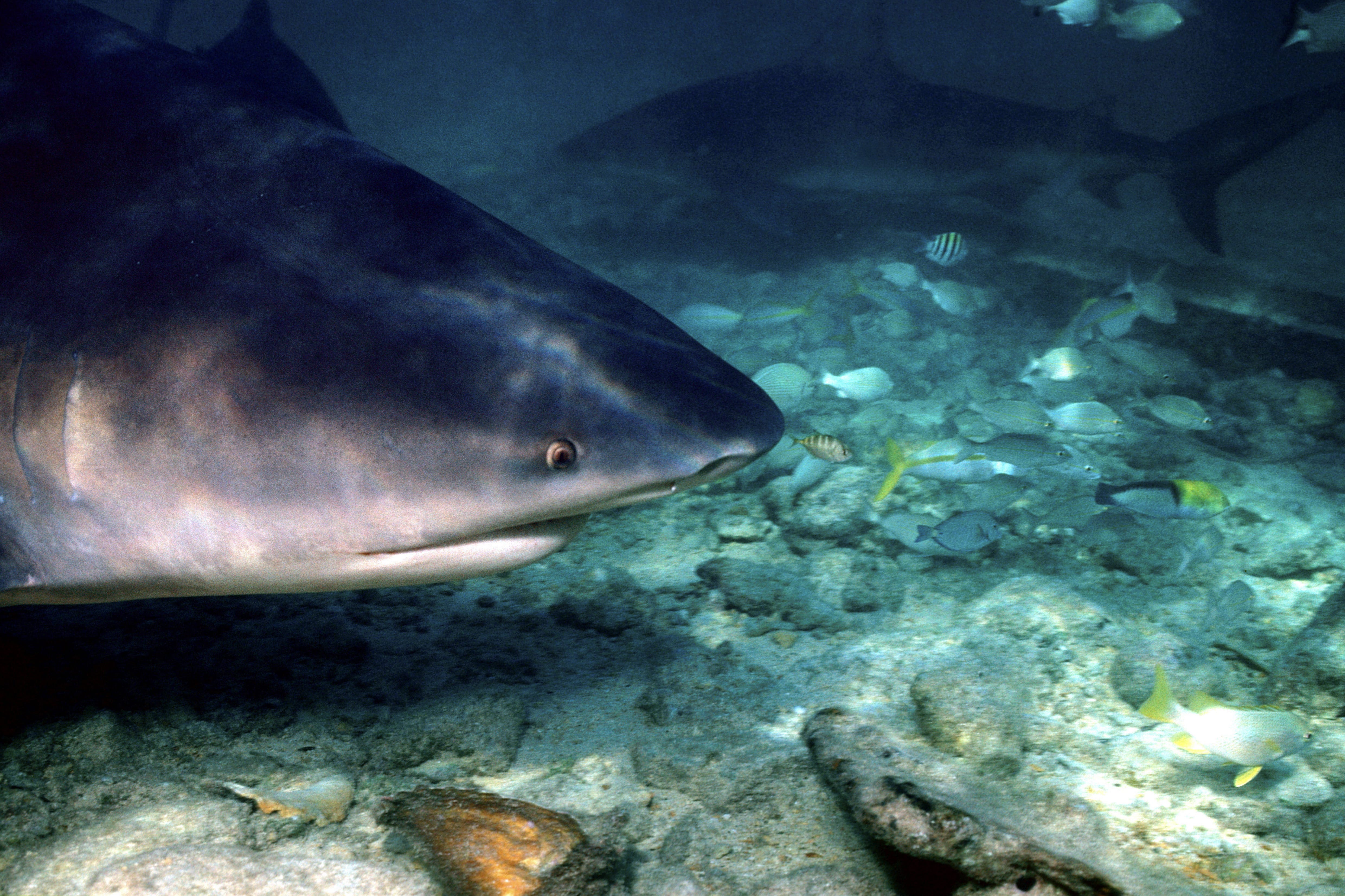 Side view of a bull shark in shallow water (00007419)