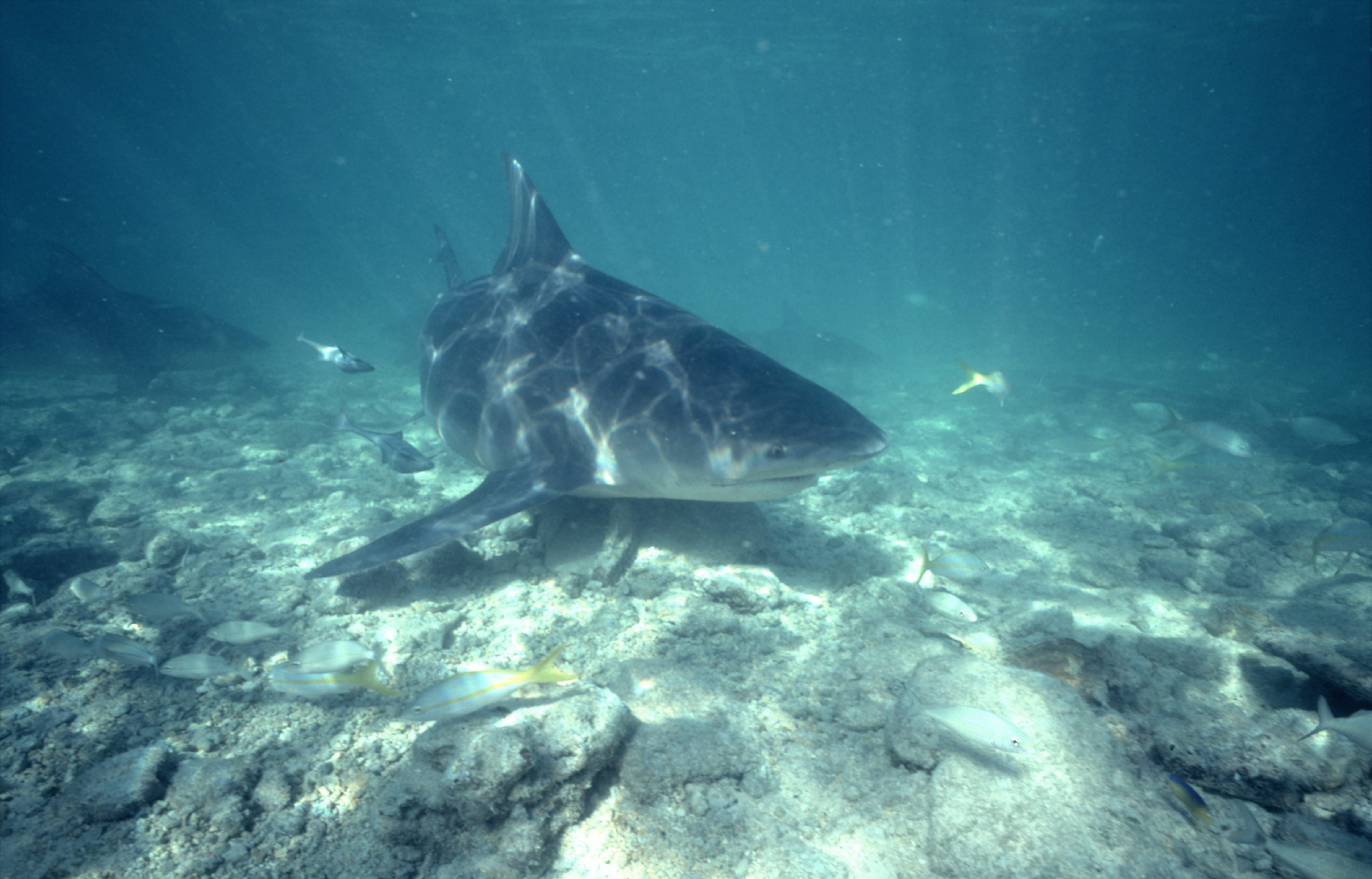 Bullenhai ueber felsigem Meeresgrund (00007424)