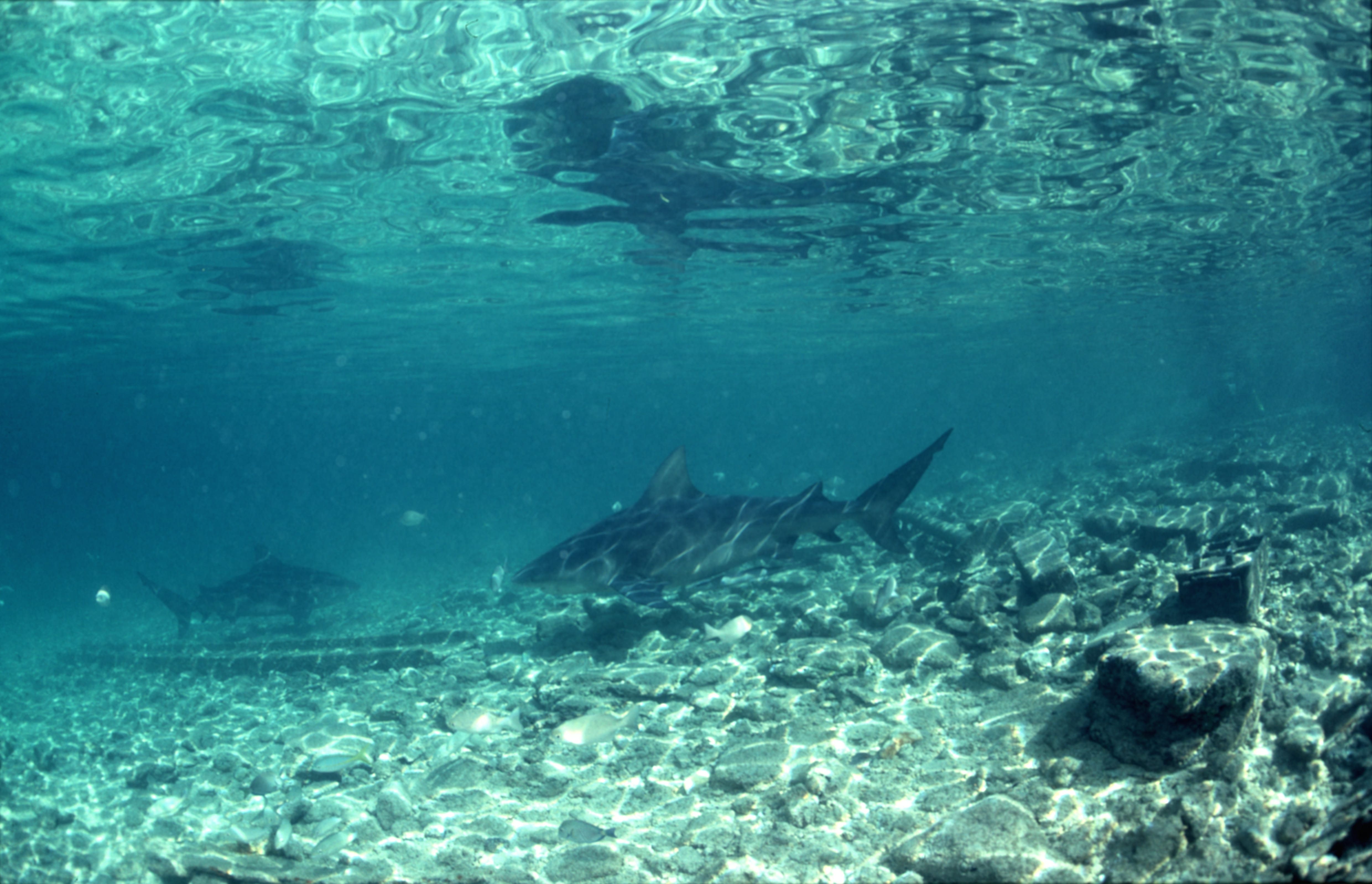 Bullenhaie patrouillieren ueber felsigem Untergrund (00007427)