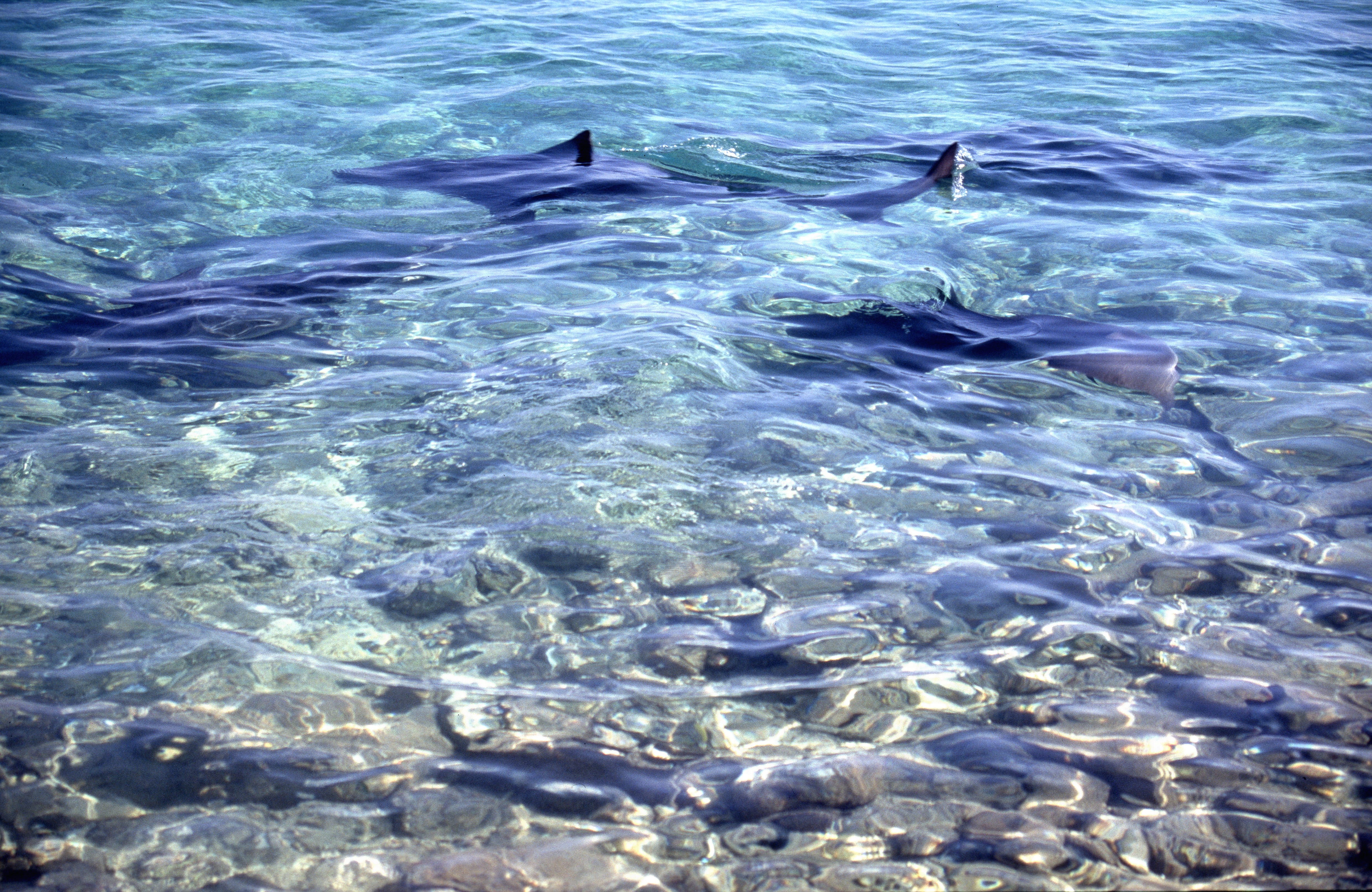 Bullenhaie nur wenige Meter vom Strand (00007453)