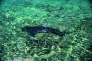Bullenhai im Flachwasser (00003002)