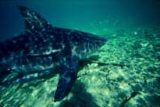 Bullenhai im Flachwasser (00003025)