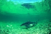 Bullenhai im Flachwasser (00003030)