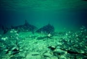 Bullenhaie im Flachwasser (00003041)