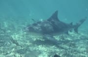 Bullenhai handbreit ueber dem Meeresboden (00003060)
