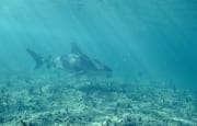 Großer Bullenhai im lichtdurchfluteten Wasser (00003070)