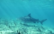 Bullenhai schwimmt am Shark point ueber flachen Meere (00003072)