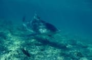 Bullenhai im Flachwasser (00003074)