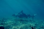 Bullenhai im Flachwasser (00003080)