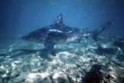 Bullenhai im Flachwasser (00003092)