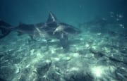 Interessante Bullenhaiformation an der Shark beach vo (00003103)